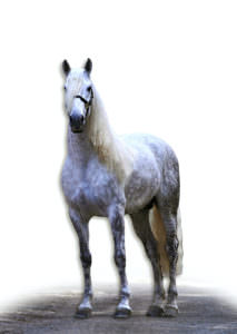 Selecting an Andalusian Stallion