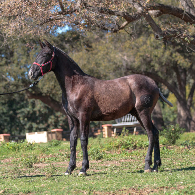 Horses Rancho El Marengo