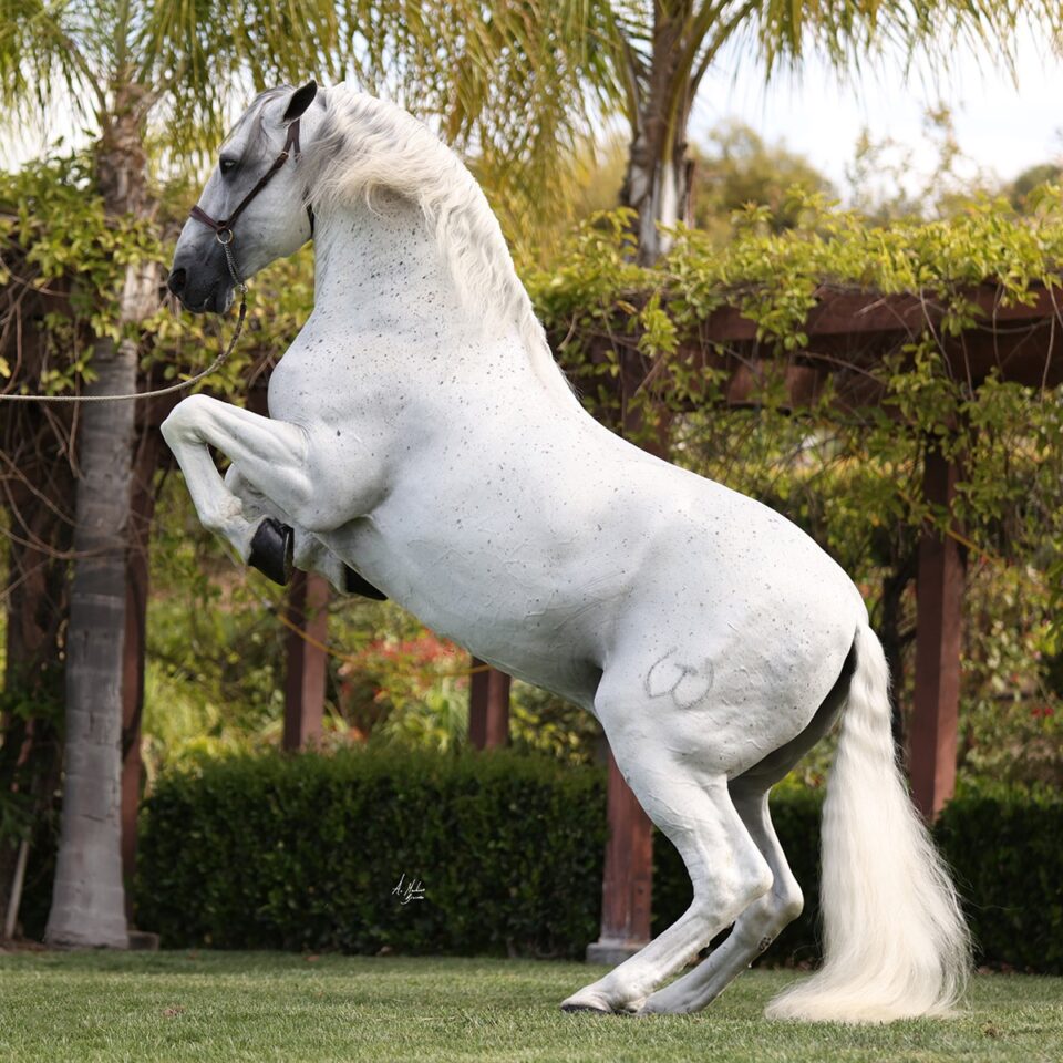 Horses Rancho El Marengo